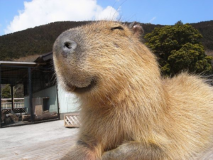 Capybaras: the Newest Internet Animal Craze - Todo Wafi